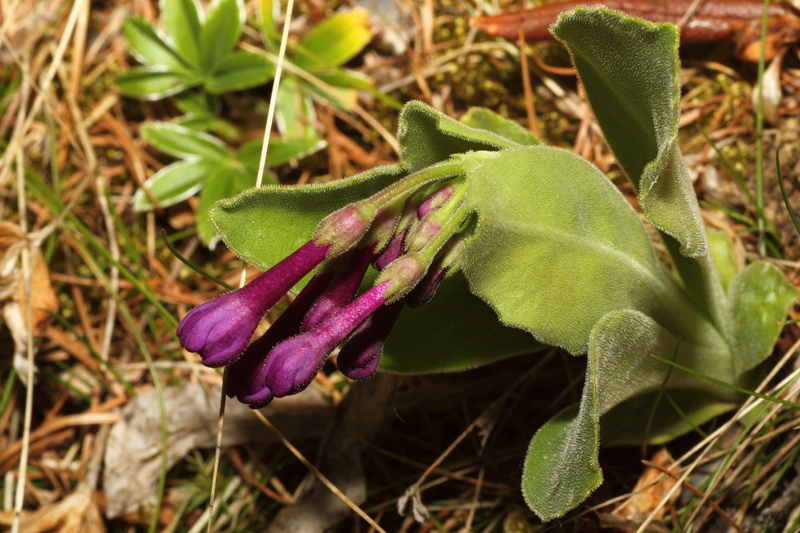 Primula latifolia subsp. graveolens / Primula vischiosa